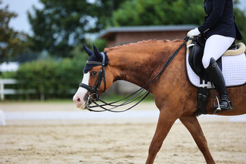 Brown dressage horse with rider stretches out when leaving the dressage arena, close-up of head and...