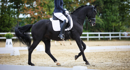 Dressage horse with rider in the dressage test in strong gallop, photo shows horse from the side in the upward direction..