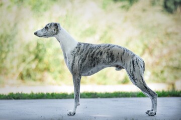 English sighthound whippet dog portrait