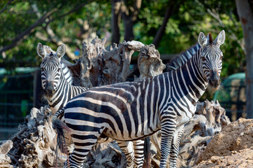 Fototapeta na wymiar Two zebras looking straight at the camera in the savanna. Close up portrait of Zebras family Standing On Field. A selective focus shot of Zebra foal, baby zebra in the wilderness of Africa.