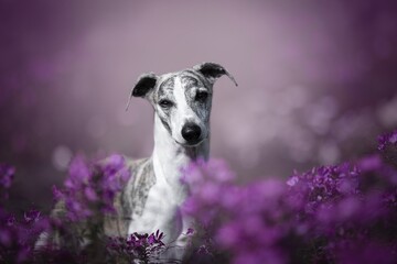 Amazing portrait of Whippet