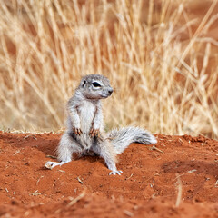 African Ground Squirrel © Cathy Withers-Clarke