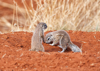African Ground Squirrels © Cathy Withers-Clarke