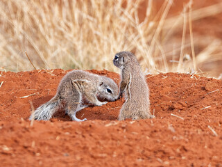 African Ground Squirrels © Cathy Withers-Clarke