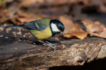 Fototapeta premium Feeding on the wooden table Great Tit (Parus major)
