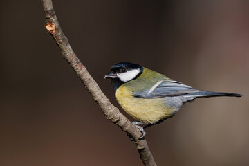 Great Tit (Parus major) perched on a tree branch