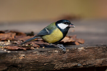 Feeding on the wooden table Great Tit (Parus major)