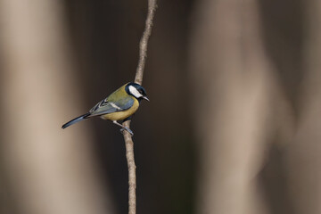 Great Tit (Parus major) perched on a tree branch
