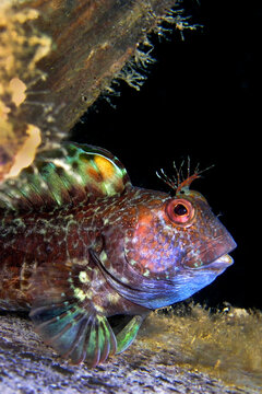 Ringneck Blenny, Parablennius pilicornis, Cabo Cope Puntas del Calnegre Natural Park, Mediterranean Sea, .Murcia, Spain, Europe.