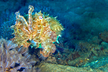 Fototapeta na wymiar Cuttlefish, Broaoclub Cuttlefish, Sepia latimanus, Lembeh, North Sulawesi, Indonesia, Asia