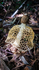 Poison mushroom