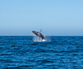 Fototapeta premium Humpback Whale Breaching