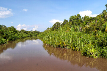 Sekonyer River, Tanjung Puting National Park, Kalimantan, Borneo, Indonesia