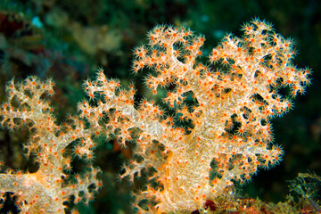 Fototapeta na wymiar Multi-branched trees, Soft Coral, Coral Reef, Lembeh, North Sulawesi, Indonesia, Asia