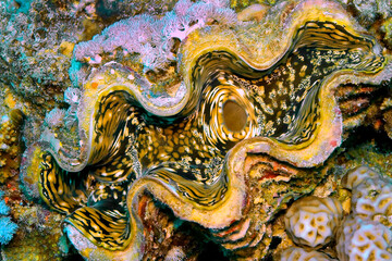 Giat Clamb, Tridacna maxima, Coral Reef, Red Sea, Egypt, Africa