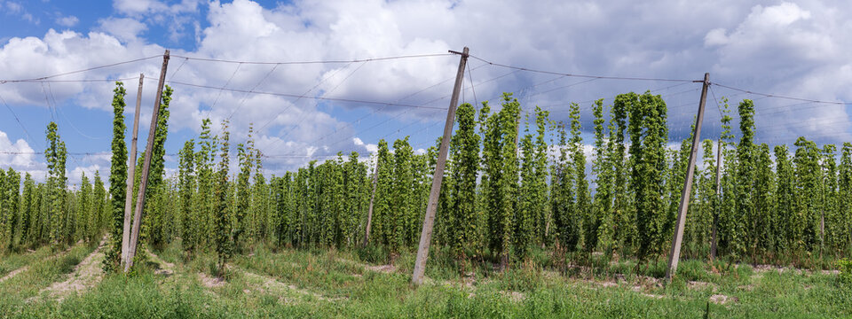 Rows of hops with cones in a hop yard, panorama