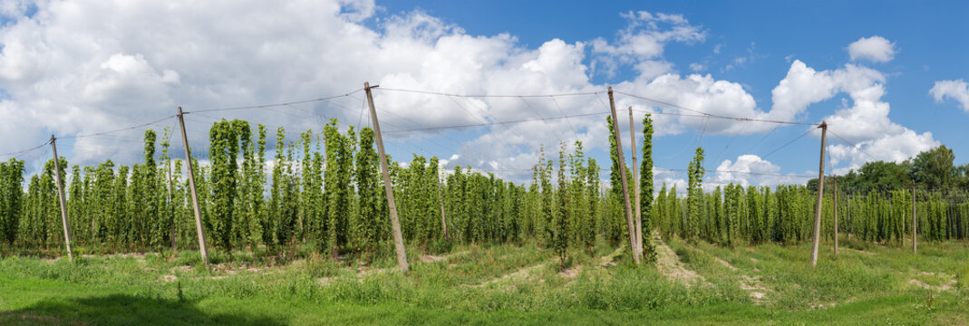 Panorama of hop yard on background of sky with clouds