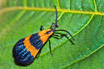 Tropical Butterfly, Tropical Rainforest, Marino Ballena National Park, Uvita de Osa, Puntarenas, Costa Rica, Central America, America