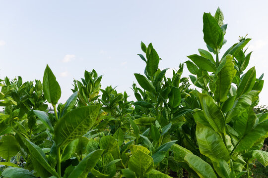 Planting of the flowering tobacco against sky in summer morning