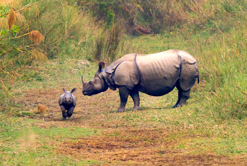 Greater One-horned Rhinoceros, Indian Rhinoceros, Asian Rhino, Rhinoceros unicornis, Wetlands,...