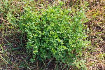 Bush of young alfalfa among the withered grass