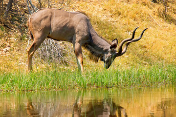 Kudu, Tragelaphus strepsiceros, Chobe National Park, Botswana, Africa
