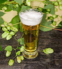 Glass of lager beer against hop branches on black surface
