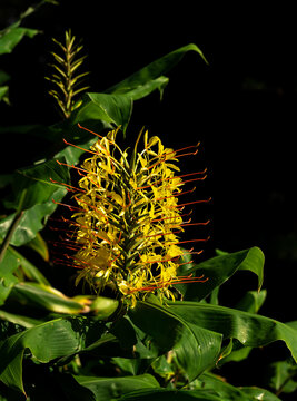 Kahili Yellow Ginger Plant