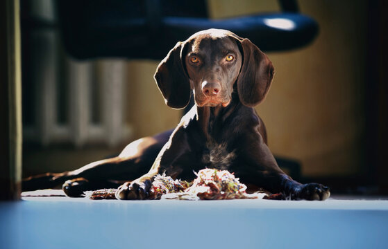 Cute brown dog lying on floor at home