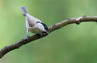 Marsh tit, Poecile palustris. Morning in the forest, a very mobile little bird for a moment sat on a branch