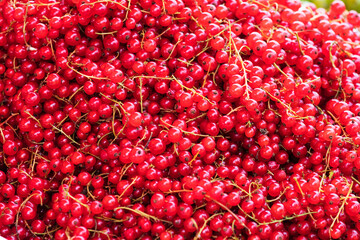 red currant as background