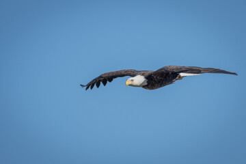 Soaring bald eagle