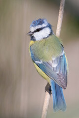 Eurasian blue tit, Cyanistes caeruleus. The bird sits on a cane stalk by the river