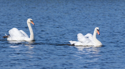 Mute swan, Cygnus olor. The family floats on the morning river