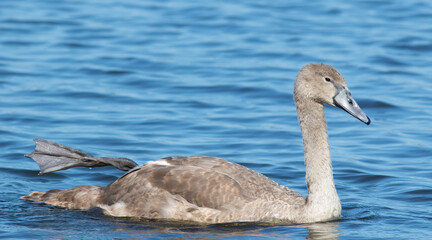 Mute swan, Cygnus olor. A young bird swims on the river, raising its paw above the water