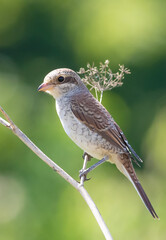 Red-backed shrike, Lanius collurio. A young bird sits in a meadow on a stem of a dry plant