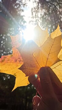 A video in which a man's hand holds yellow leaves, blocking the sun's rays in thq forest