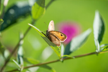 Schmetterling
