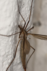 crane fly in macro close up
