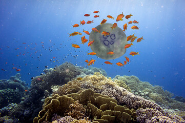 Naklejka na ściany i meble Giant jellyfish with a school of fish. Red Sea
