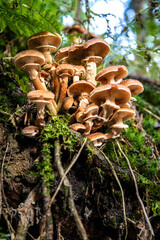 Grzyby leśne skupisko © Rafal Kot