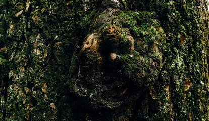 Natural texture of close-up of green moss and growing mushroom on wet tree bark