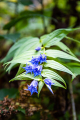 Goryczka Gentiana - Niebieskie kwiaty w lesie - obrazy, fototapety, plakaty
