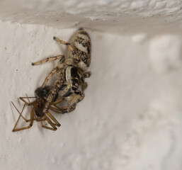 jumping spider eating another spider