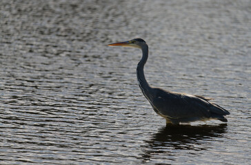 grey heron standing in water