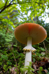 mushroom in the forest