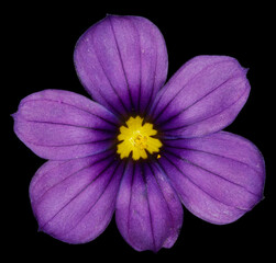purple flower in macro close up