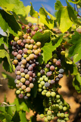 a hand collecting grapes in a vineyard during a summer day