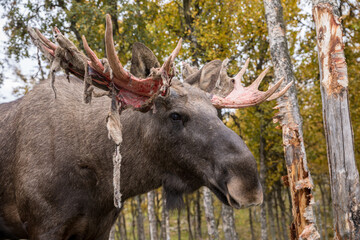 Moose or Elk - Alces alces - shedding velvet from its antlers