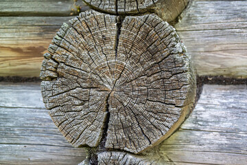 a section of an old log